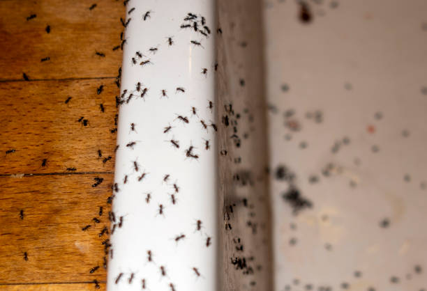 Best Best Pest Control Companies  in Doolittle, TX